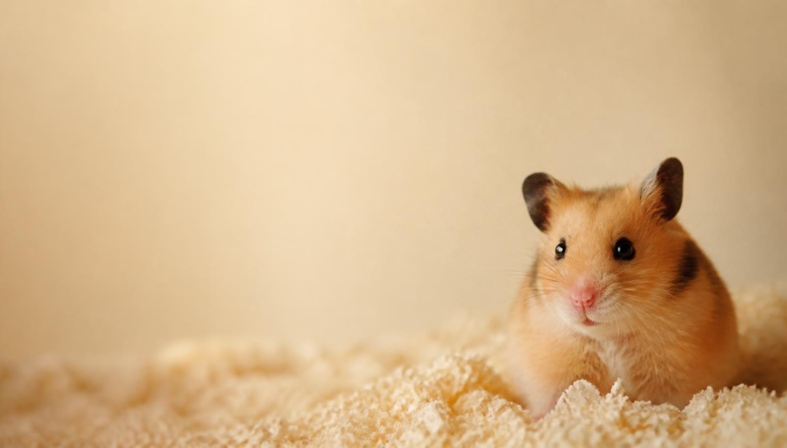 A hamster resting in soft bedding in warm light